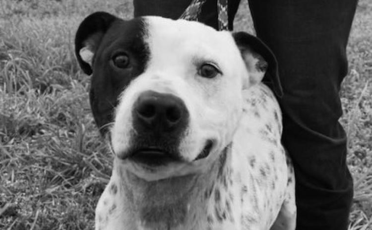 The Durant Animal Shelter’s Pet of the Week is Juice Box, who was found several weeks ago and has been healing. He was found wandering the streets with a chain embedded in his neck. With some medical care and a lot of love and patience, Juice Box is ready for his time in the spotlight. He is a younger American Bulldog mix, 1-2 years old. Juice Box loves his treats. To adopt him or enquire about other available pets, call Call the Durant Animal Shelter, 924-3737 option 3. Photo provided | City of Durant