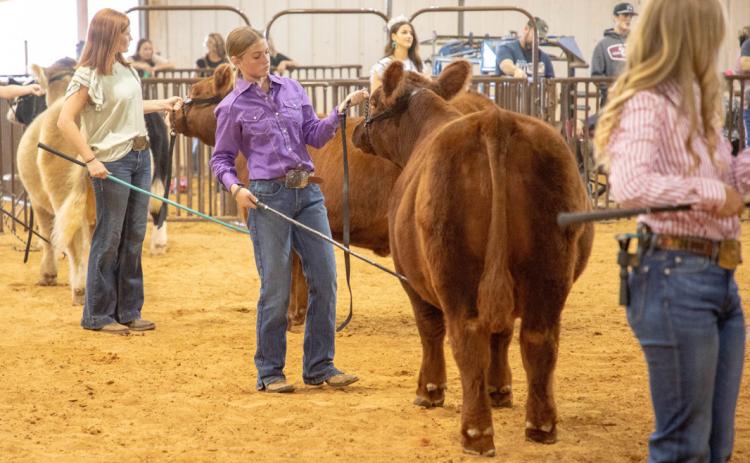Matt Swearengin | Durant Democrat The Bryan County Free Fair begins Sept. 2 and livestock shows are among activities as shown in this picture from last year.