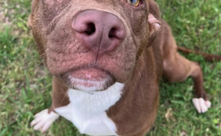 PET OF THE WEEK