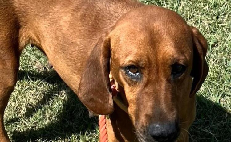 The Durant Animal Shelter’s Pet of the Week is Little Anne, a 1-year-old female hound mix. She is sweet, playful and laid back. She gets along well with adult dogs, puppies and cats. She is not a fan of loud noises. For information, call the Durant Animal Shelter at 924-3737 option 3. Photo provided | City of Durant