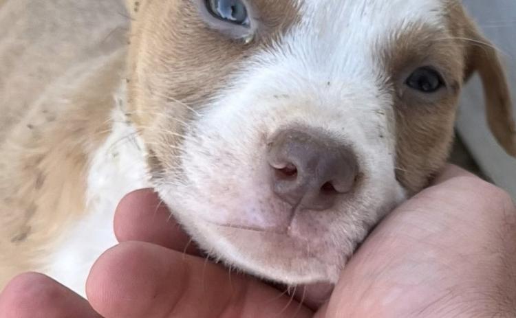 PET OF THE WEEK