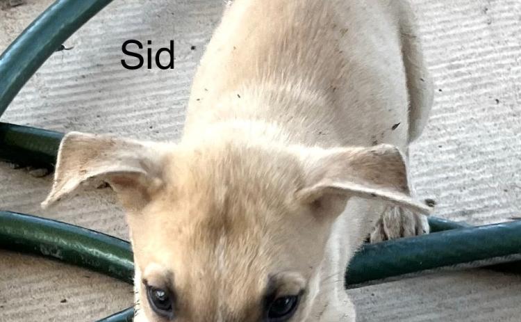 PET OF THE WEEK