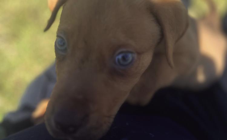 “Burger” is the Durant Animal Shelter’s Pet of the Week. He is an adorable little puppy. He loves to run around, play and spend time with folks. He is quick with the kisses and is very generous with the a_ection. He has an amazing o_ switch, usually brought on by a full belly. Come on by and check him out. For information about available pets, call the Durant Animal Shelter, 924 3737 option 3. Photo provided | City of Durant