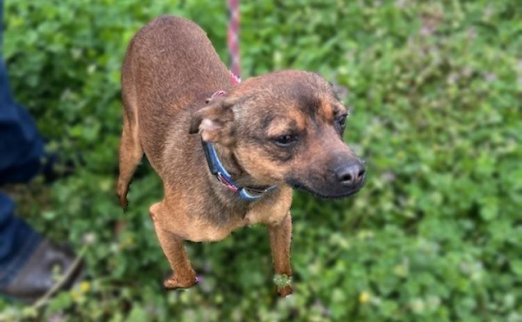 PET OF THE WEEK