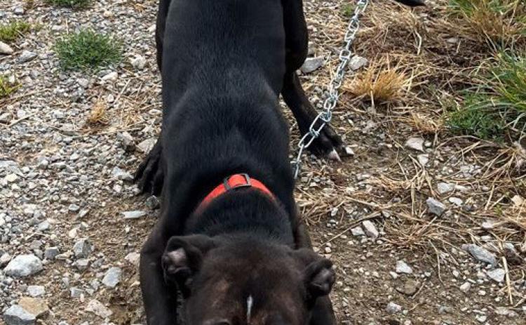 PET OF THE WEEK