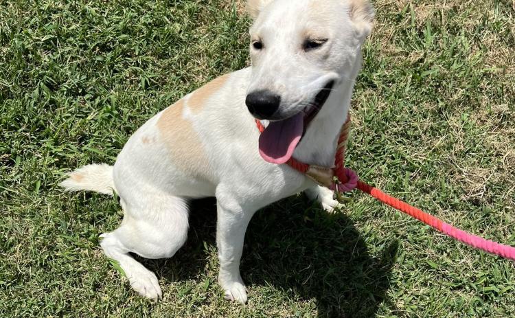 The Durant Animal Shelter’s Pet of the Week is Lola, a six-month old female Australian cattle dog. She would make a fun-loving, energetic friend for someone with land or livestock, but she’ll settle for a backyard, too. For information about Lola or other available pets, call the Durant Animal Shelter, 924-3737 option 3. Photo provided | City of Durant