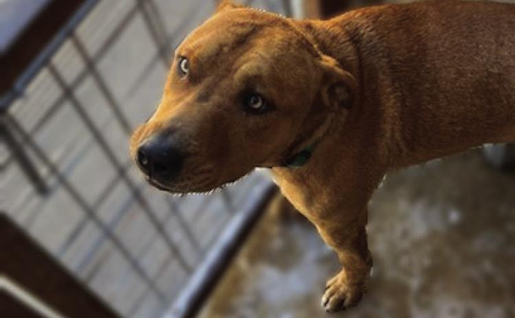 PET OF THE WEEK