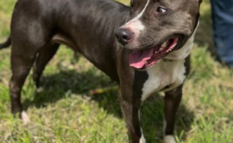 Bille was just hanging out at an abandoned house over the weekend. She is a very sharp, blue (silver), pit bull mix who weighs 40-50 pounds. She is still adjusting to shelter life. She is confident and walks fairly well on a leash. To adopt her or inquire about other available pets, call the Durant Animal Shelter, 924-3737 option 3. Photo provided | City of Durant