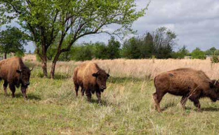 Bison were “welcomed home” to the Choctaw Cultural Center prairie last week. Matt Swearengin | Durant Democrat