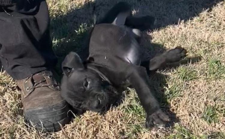 Pets of the Week