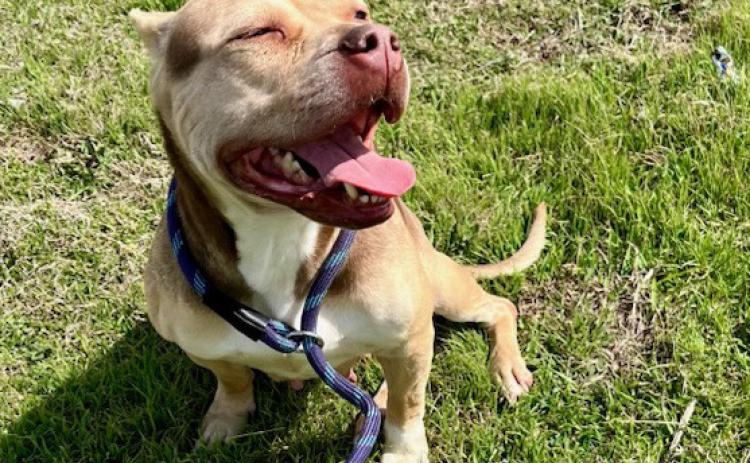 PET OF THE WEEK