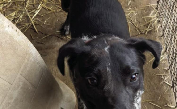 PET OF THE WEEK