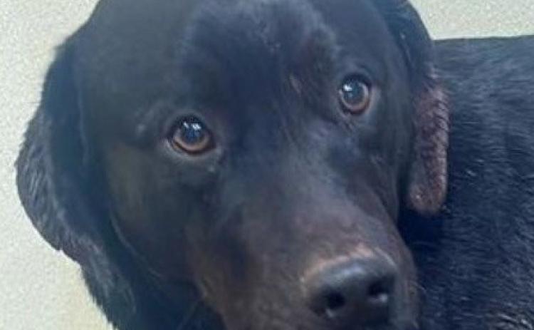 PET OF THE WEEK