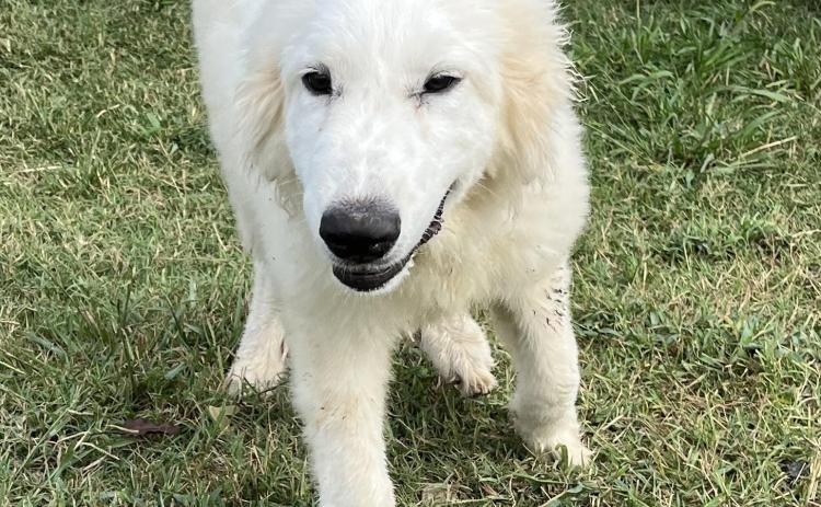 PET OF THE WEEK