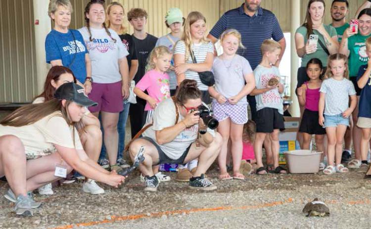 The Durant Area Chamber of Commerce Magnolia Festival turtle race was Saturday morning at the Choctaw Event Center. On the left is Chloe Hughes, director of membership and marketing for the Durant Area Chamber of Commerce. Taking pictures is Sierra Haney. The annual Magnolia Festival included live music, more than 150 vendors and a food truck city. Matt Swearengin | Durant Democrat
