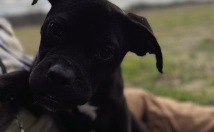 This adorable Pug/Boston Terrier mix is all about the cuddles. She will be happiest in your arms or lap. Happy to be on her person, she is the perfect partner for that marathon romantic movie watch party. To adopt or enquire about other animals available, call the Durant Animal Shelter at 924-3737 option 3. Photo provided | City of Durant