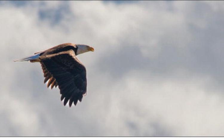 Local photographer Benjamin Benson captured this bald eagle in flight at Lake Durant. Benjamin Benson | Benjamin Benson Photography