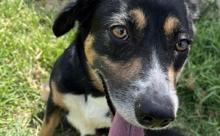Meet Brooklyn, Durant Animal Shelter’s two-year-old shepherd mix who’s the perfect blend of sweetness and energy. This lively lady is always ready for an adventure and has a heart full of love to share. For information, call 924-3737 option 3. More information on pets available for adoption can be found at durant.petfinder.com. Photo provided | City of Durant