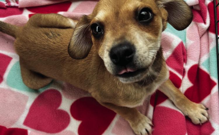 PET OF THE WEEK