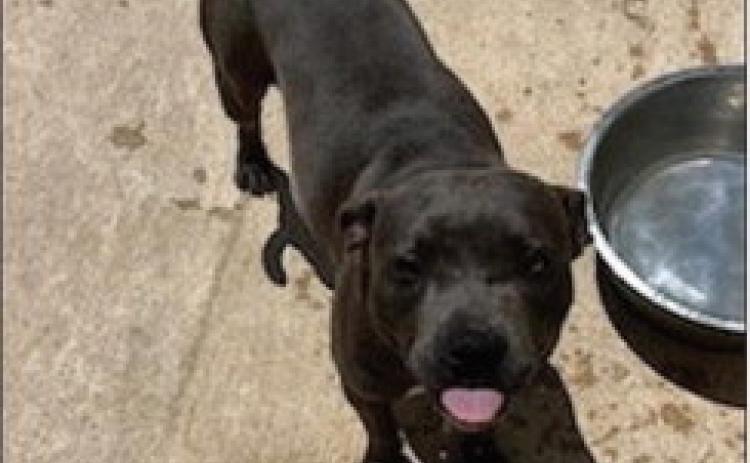 PET OF THE WEEK