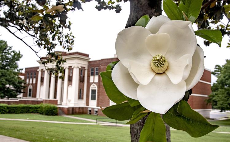 Southeastern is working to preserve The Campus of a Thousand Magnolias for generations to come. Dan Hoke | SE